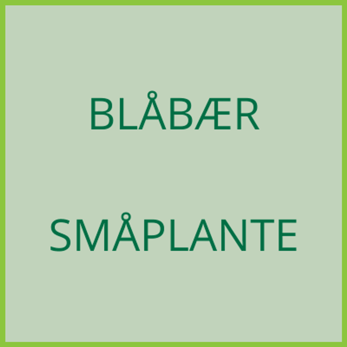 Blåbær - småplante - levering 2027