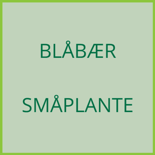 Hovedbilde Blåbær - småplante - levering 2027